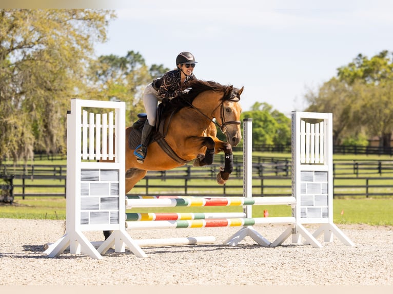 Trekpaard Mix Ruin 4 Jaar 150 cm Buckskin in Ocala