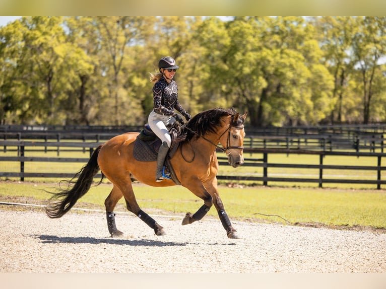 Trekpaard Mix Ruin 4 Jaar 150 cm Buckskin in Ocala