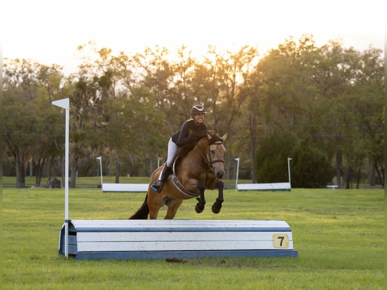Trekpaard Mix Ruin 4 Jaar 150 cm Buckskin in Ocala