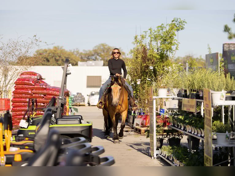 Trekpaard Mix Ruin 4 Jaar 150 cm Buckskin in Ocala