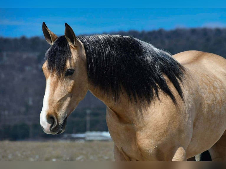Trekpaard Mix Ruin 4 Jaar 150 cm Buckskin in Rebersburg