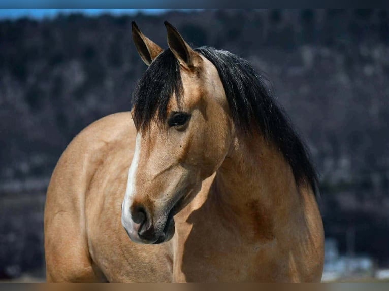 Trekpaard Mix Ruin 4 Jaar 150 cm Buckskin in Rebersburg