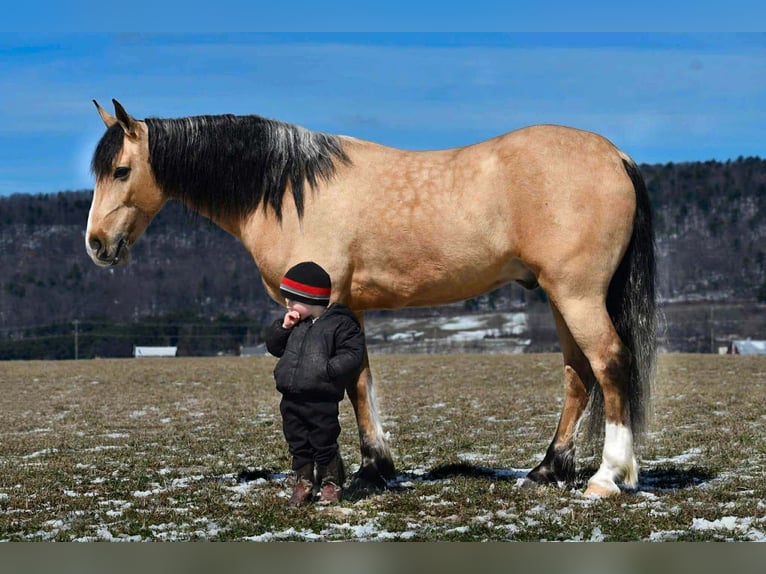 Trekpaard Mix Ruin 4 Jaar 150 cm Buckskin in Rebersburg