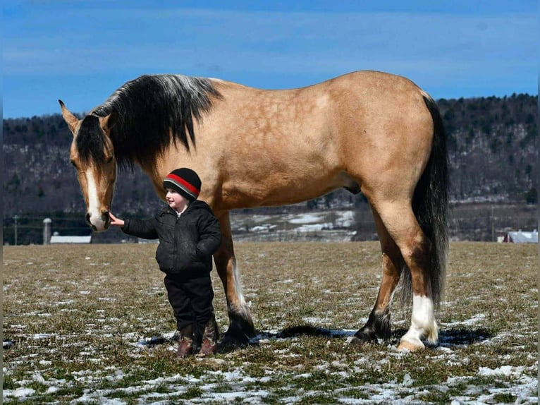 Trekpaard Mix Ruin 4 Jaar 150 cm Buckskin in Rebersburg