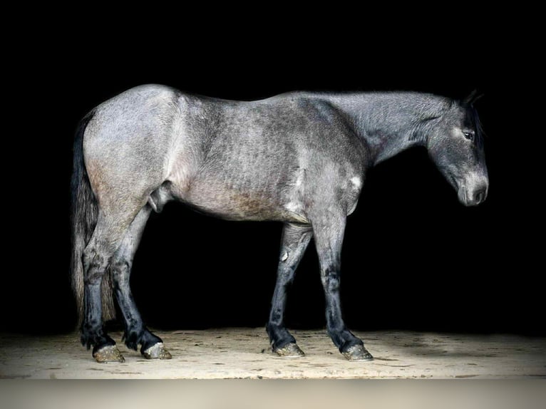 Trekpaard Mix Ruin 4 Jaar 150 cm Roan-Blue in Rebersburg