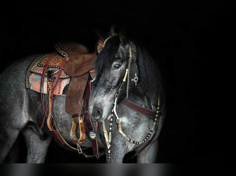 Trekpaard Mix Ruin 4 Jaar 150 cm Roan-Blue in Rebersburg