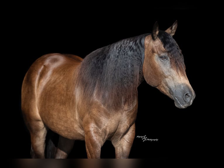 Trekpaard Mix Ruin 4 Jaar 152 cm Buckskin in Walker
