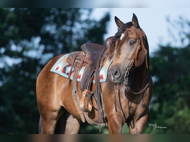 Trekpaard Mix Ruin 4 Jaar 152 cm Buckskin in Walker