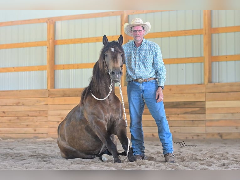 Trekpaard Mix Ruin 4 Jaar 152 cm Buckskin in Walker