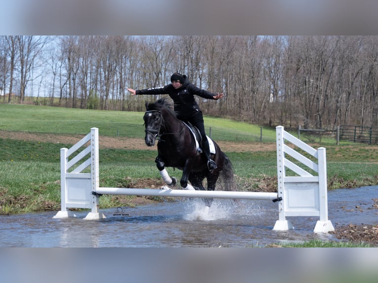 Trekpaard Mix Ruin 4 Jaar 152 cm Schimmel in Fredericksburg