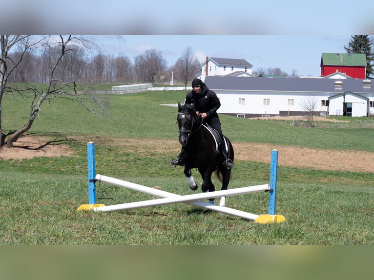 Trekpaard Mix Ruin 4 Jaar 152 cm Schimmel in Fredericksburg