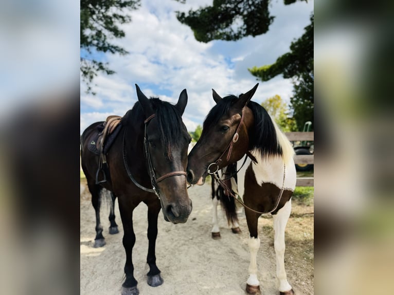 Trekpaard Mix Ruin 4 Jaar 155 cm Gevlekt-paard in Gap