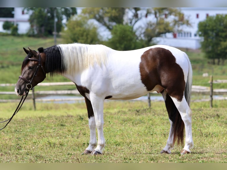 Trekpaard Mix Ruin 4 Jaar 155 cm Gevlekt-paard in Gap