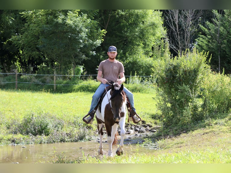 Trekpaard Mix Ruin 4 Jaar 155 cm Gevlekt-paard in Gap