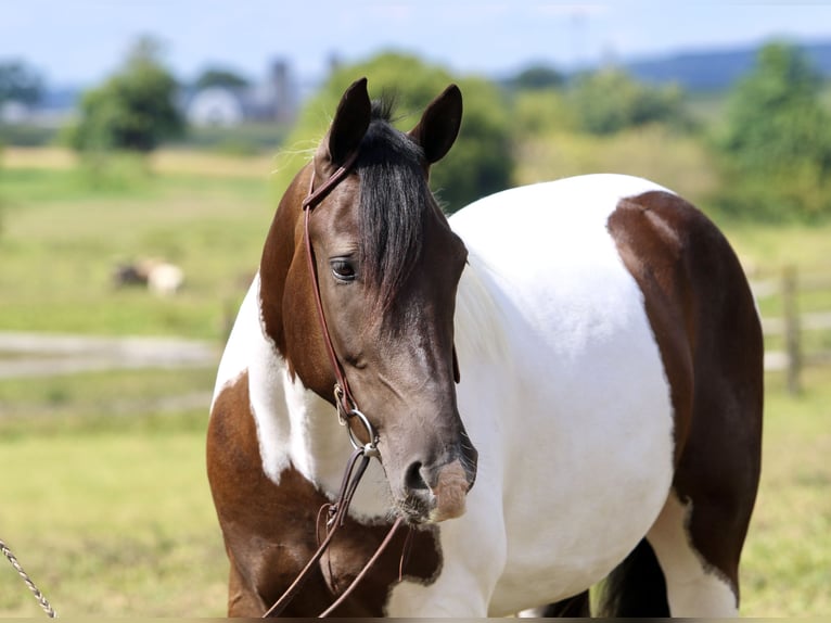 Trekpaard Mix Ruin 4 Jaar 155 cm Gevlekt-paard in Gap