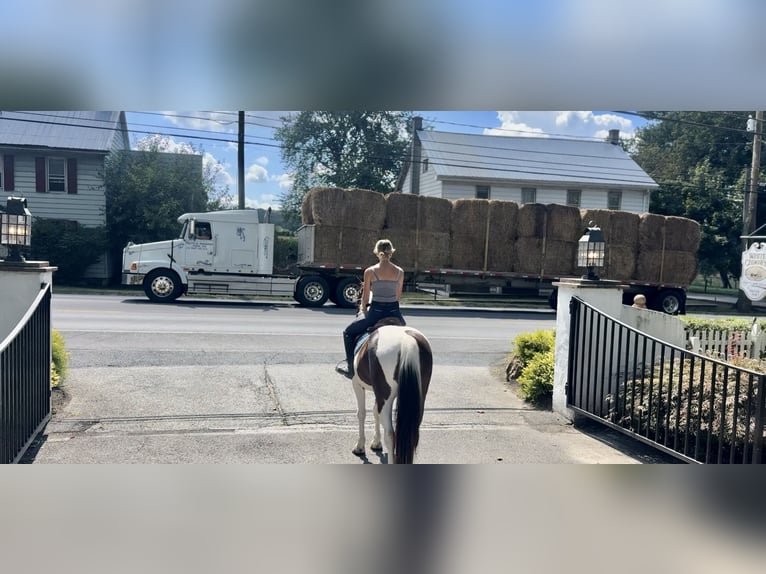 Trekpaard Ruin 4 Jaar 155 cm Gevlekt-paard in Gap