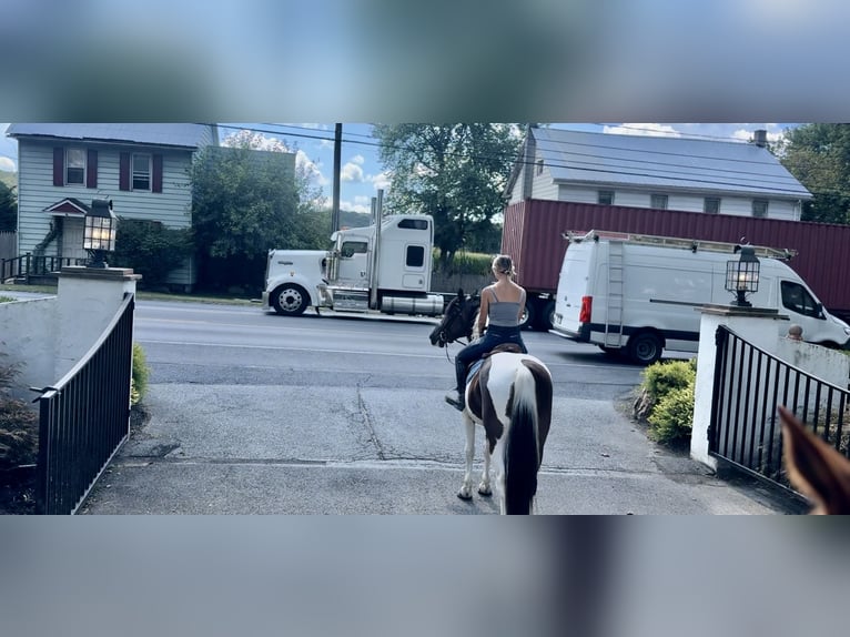 Trekpaard Ruin 4 Jaar 155 cm Gevlekt-paard in Gap