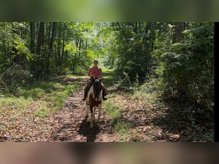 Trekpaard Ruin 4 Jaar 155 cm Gevlekt-paard in Gap