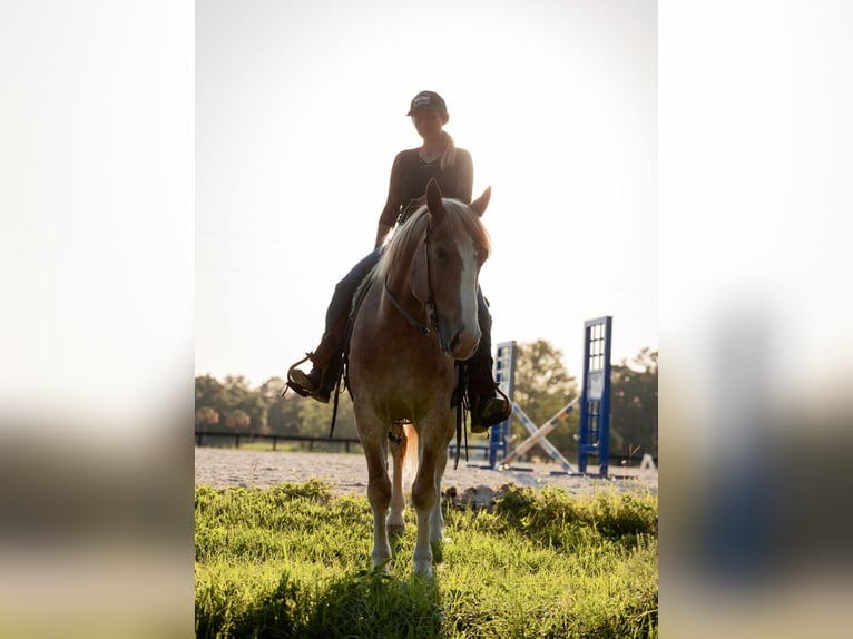 Trekpaard Mix Ruin 4 Jaar 155 cm Roan-Red in Ocala, FL