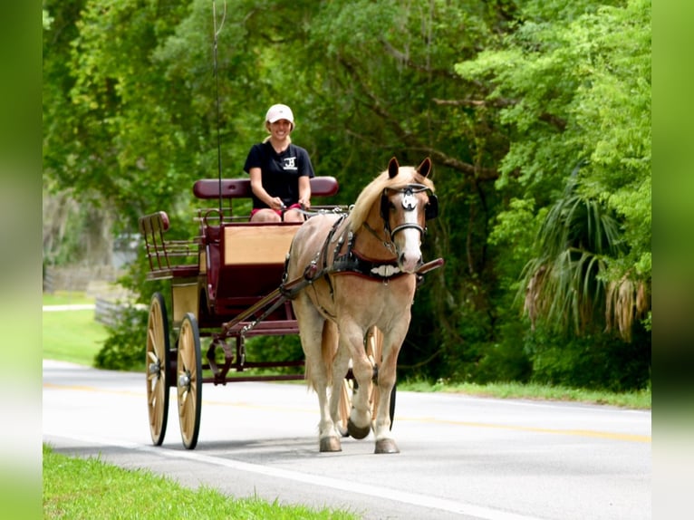 Trekpaard Mix Ruin 4 Jaar 155 cm Roan-Red in Ocala, FL