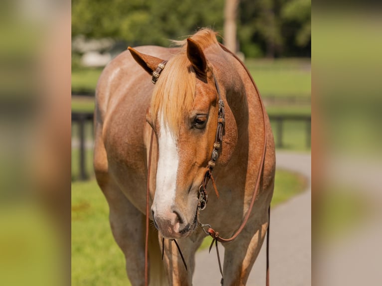 Trekpaard Mix Ruin 4 Jaar 155 cm Roan-Red in Ocala, FL