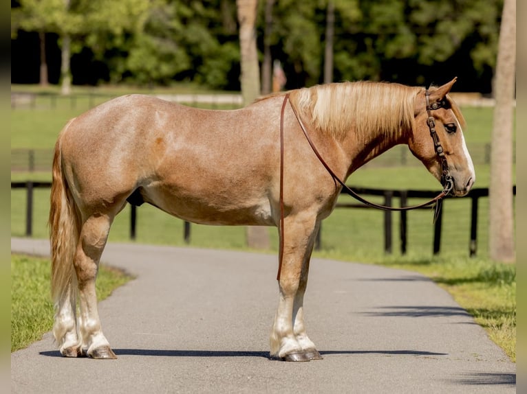 Trekpaard Mix Ruin 4 Jaar 155 cm Roan-Red in Ocala, FL