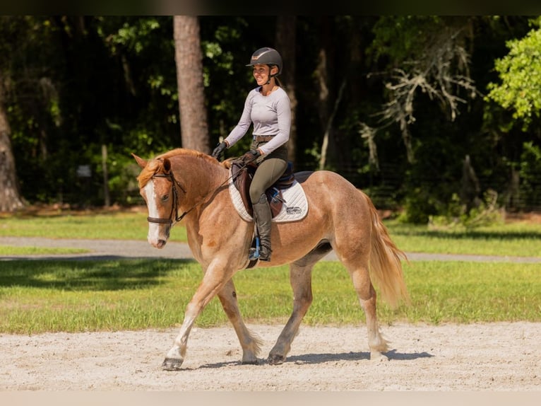 Trekpaard Mix Ruin 4 Jaar 155 cm Roan-Red in Ocala, FL