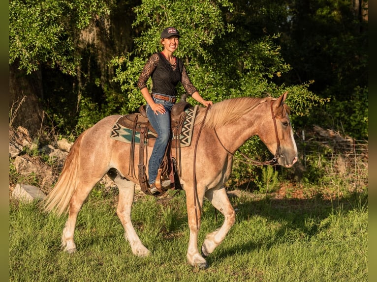 Trekpaard Mix Ruin 4 Jaar 155 cm Roan-Red in Ocala, FL