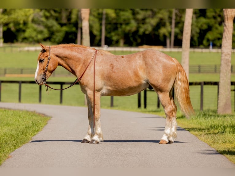 Trekpaard Mix Ruin 4 Jaar 155 cm Roan-Red in Ocala, FL