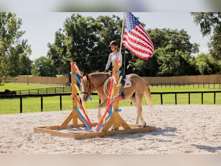 Trekpaard Mix Ruin 4 Jaar 155 cm Roan-Red in Ocala, FL