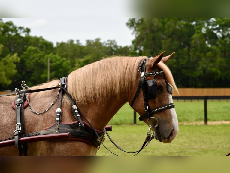 Trekpaard Mix Ruin 4 Jaar 155 cm Roan-Red in Ocala, FL