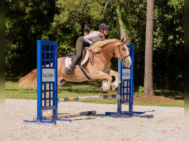 Trekpaard Mix Ruin 4 Jaar 155 cm Roan-Red in Ocala, FL