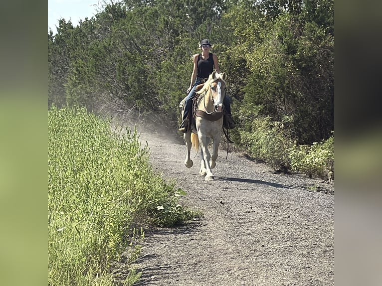 Trekpaard Mix Ruin 4 Jaar 155 cm Roodvos in Jacksboro,TX