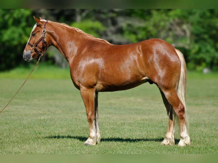 Trekpaard Mix Ruin 4 Jaar 155 cm Roodvos in Amory