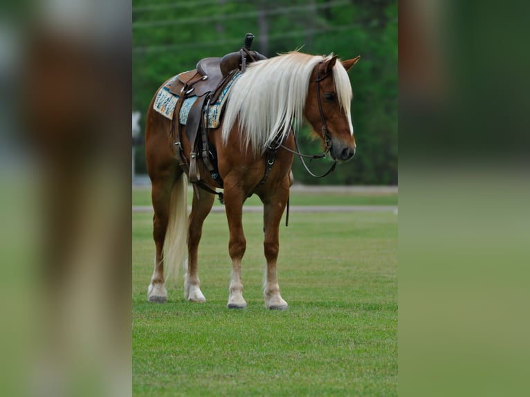 Trekpaard Mix Ruin 4 Jaar 155 cm Roodvos in Amory