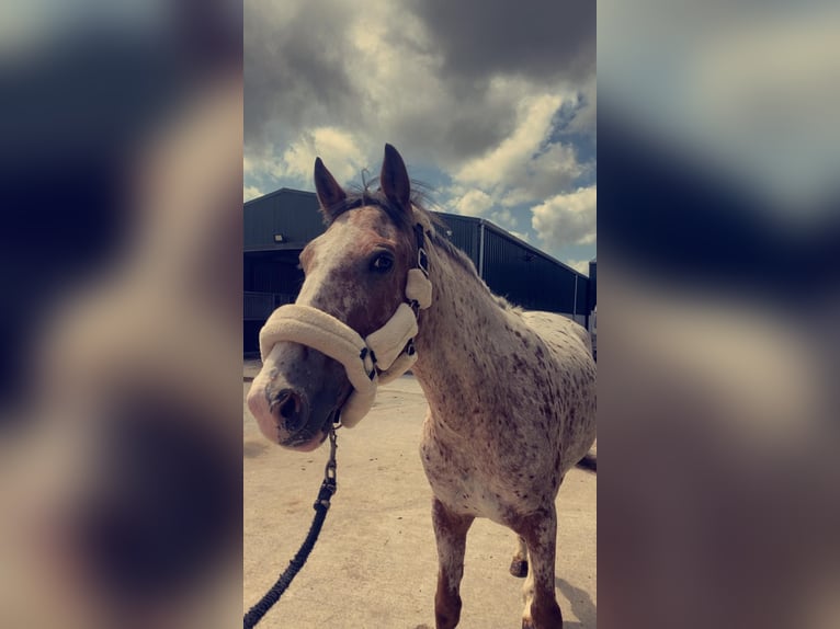 Trekpaard Ruin 4 Jaar 156 cm Appaloosa in Sligo