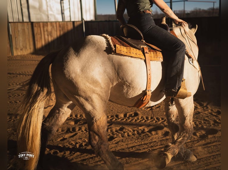 Trekpaard Ruin 4 Jaar 157 cm Buckskin in Jacksboro