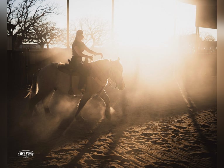 Trekpaard Ruin 4 Jaar 157 cm Buckskin in Jacksboro