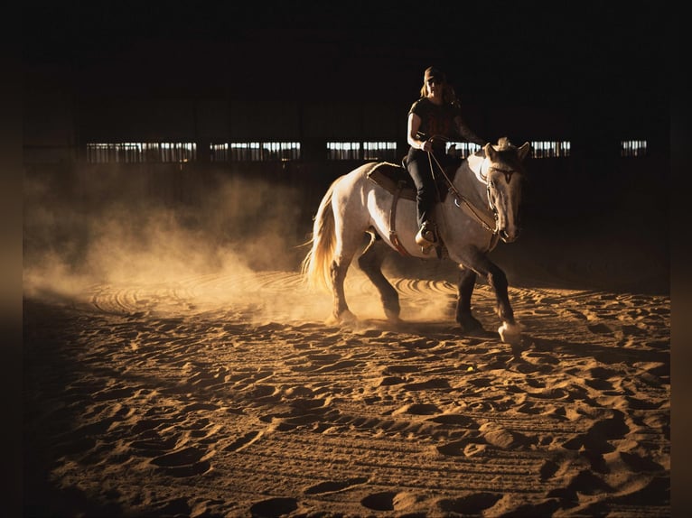 Trekpaard Ruin 4 Jaar 157 cm Buckskin in Jacksboro