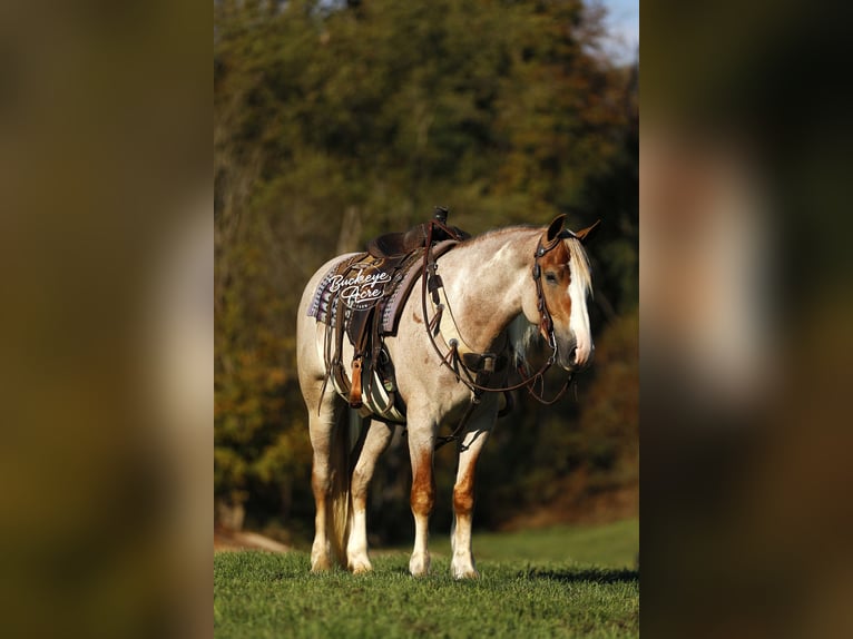 Trekpaard Mix Ruin 4 Jaar 157 cm Roan-Red in Millersburg