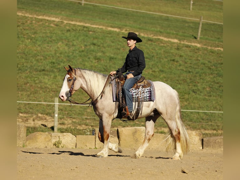 Trekpaard Mix Ruin 4 Jaar 157 cm Roan-Red in Millersburg