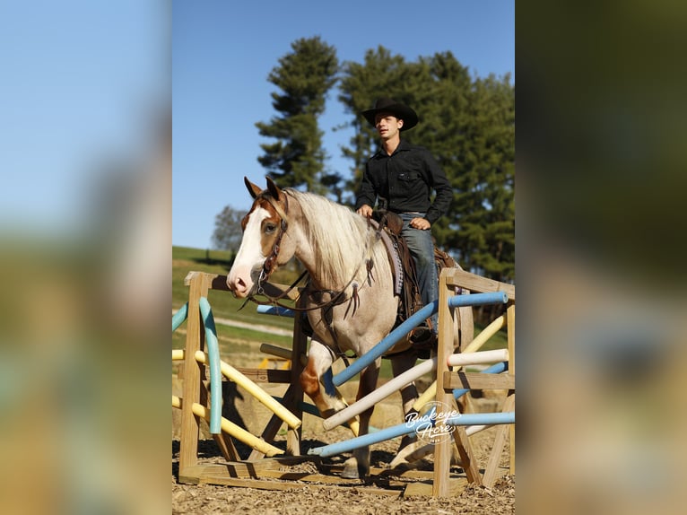 Trekpaard Mix Ruin 4 Jaar 157 cm Roan-Red in Millersburg