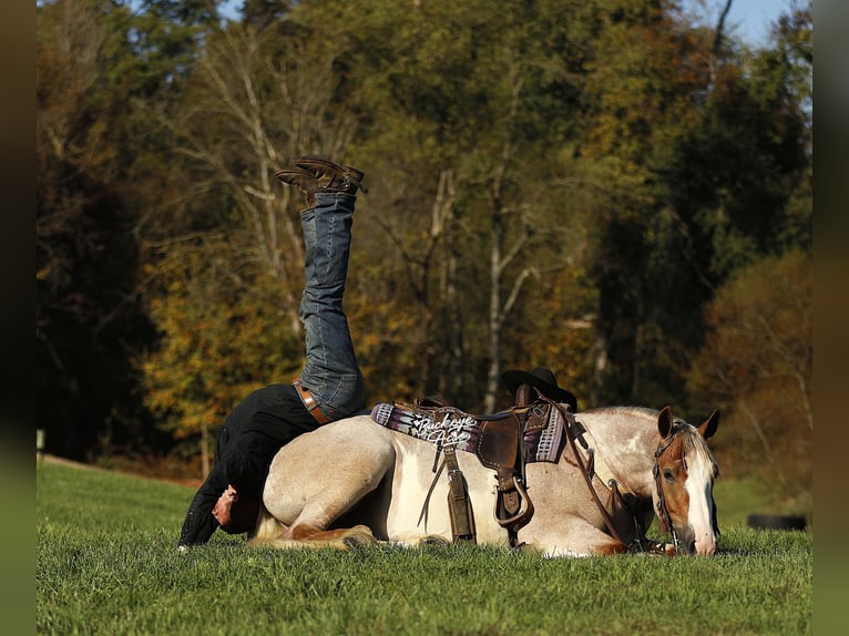 Trekpaard Mix Ruin 4 Jaar 157 cm Roan-Red in Millersburg