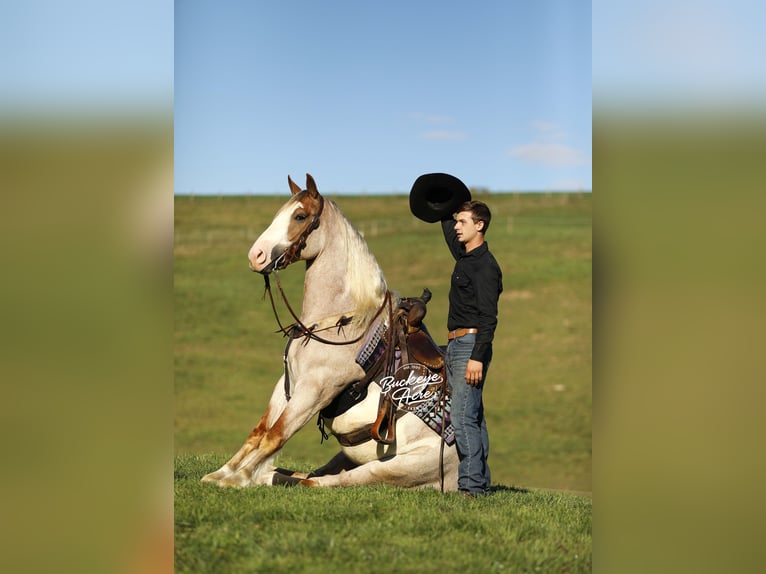 Trekpaard Mix Ruin 4 Jaar 157 cm Roan-Red in Millersburg