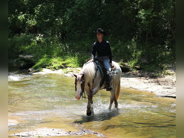 Trekpaard Mix Ruin 4 Jaar 157 cm Roan-Red in Millersburg