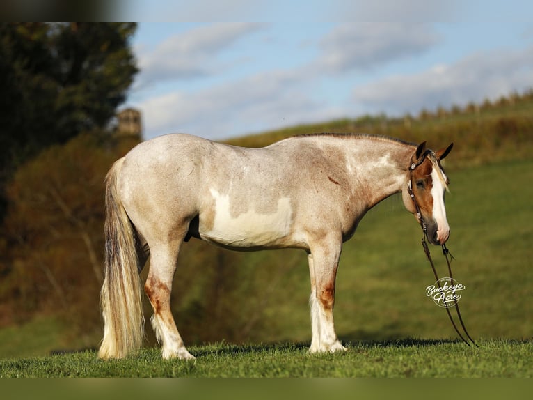 Trekpaard Mix Ruin 4 Jaar 157 cm Roan-Red in Millersburg