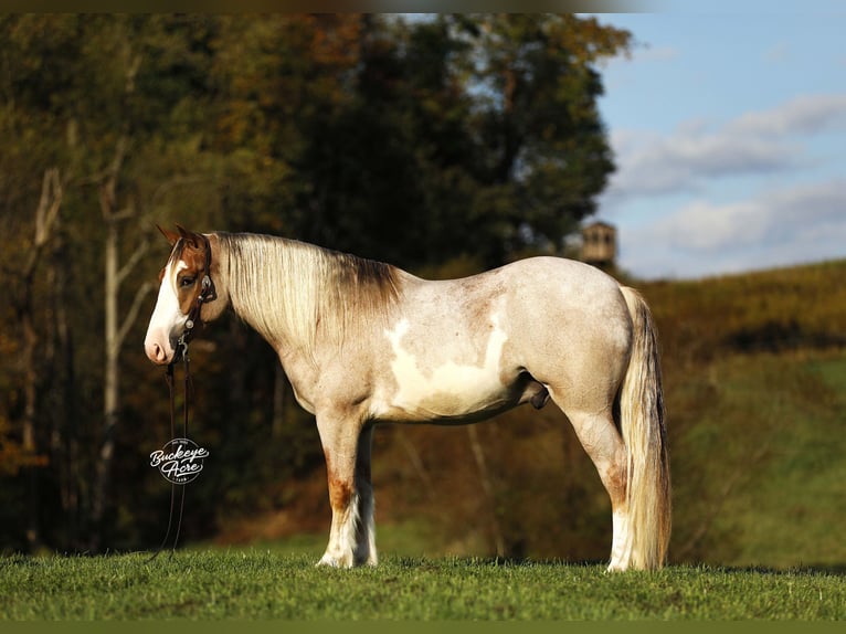 Trekpaard Mix Ruin 4 Jaar 157 cm Roan-Red in Millersburg