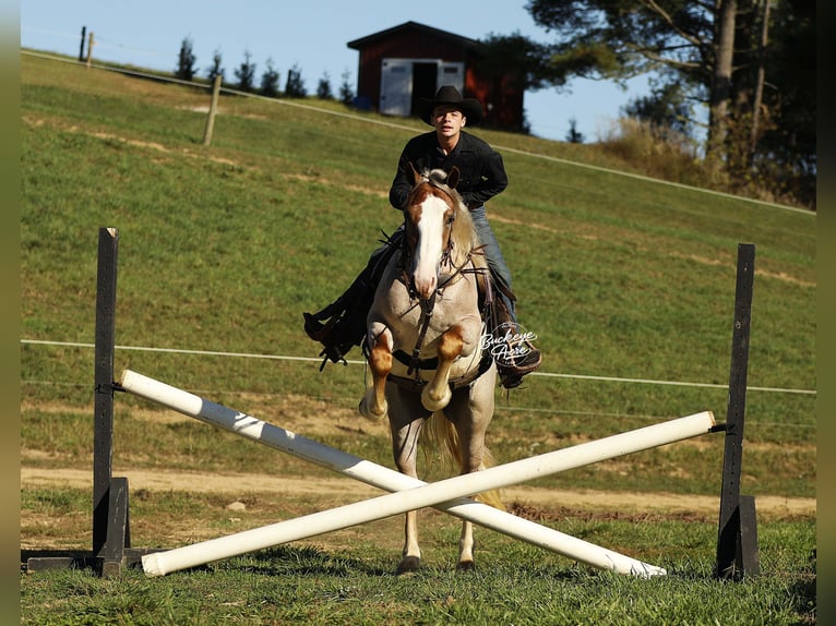 Trekpaard Mix Ruin 4 Jaar 157 cm Roan-Red in Millersburg