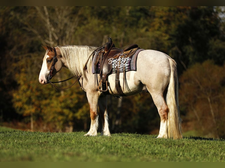 Trekpaard Mix Ruin 4 Jaar 157 cm Roan-Red in Millersburg