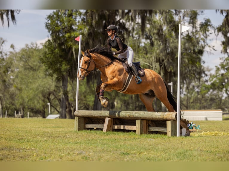 Trekpaard Mix Ruin 4 Jaar 160 cm Falbe in Ocala